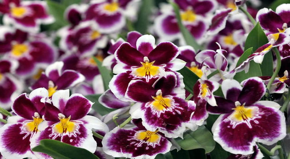 Colombia es el país con mayor variedad de orquídeas, con 4.270 especies