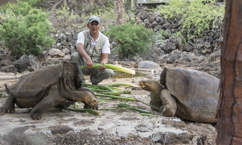 Autoridades iniciaron recuperación de especie de tortuga considerada extinta hace 150 años
