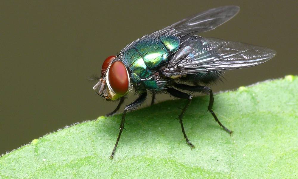 La saliva de una mosca sirve de base para una vacuna contra la leishmaniosis