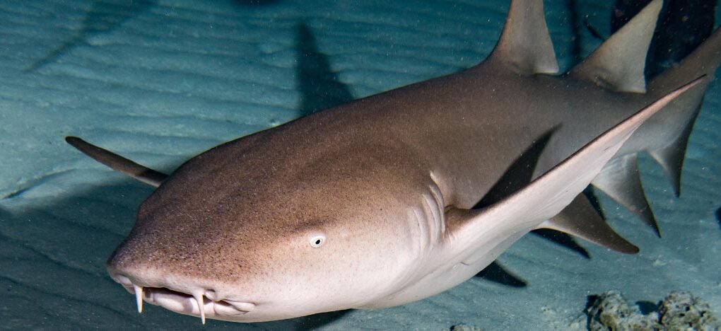 EE.UU: Tiburón muerde a hombre sin soltarlo durante 15 minutos