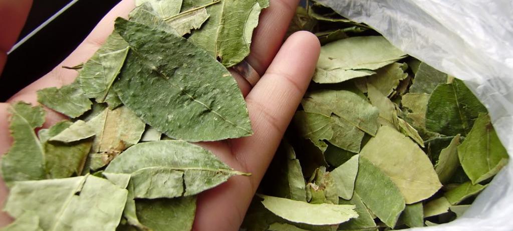 Colombia inició fumigación manual con glifosato contra cultivos de coca