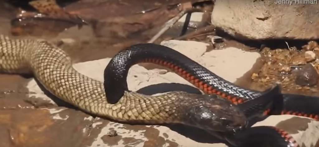 Brutal pelea entre 2 serpientes