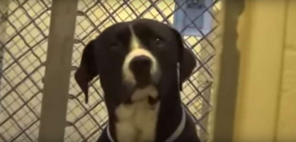 Perrito reacciona cuando va a ser adoptado