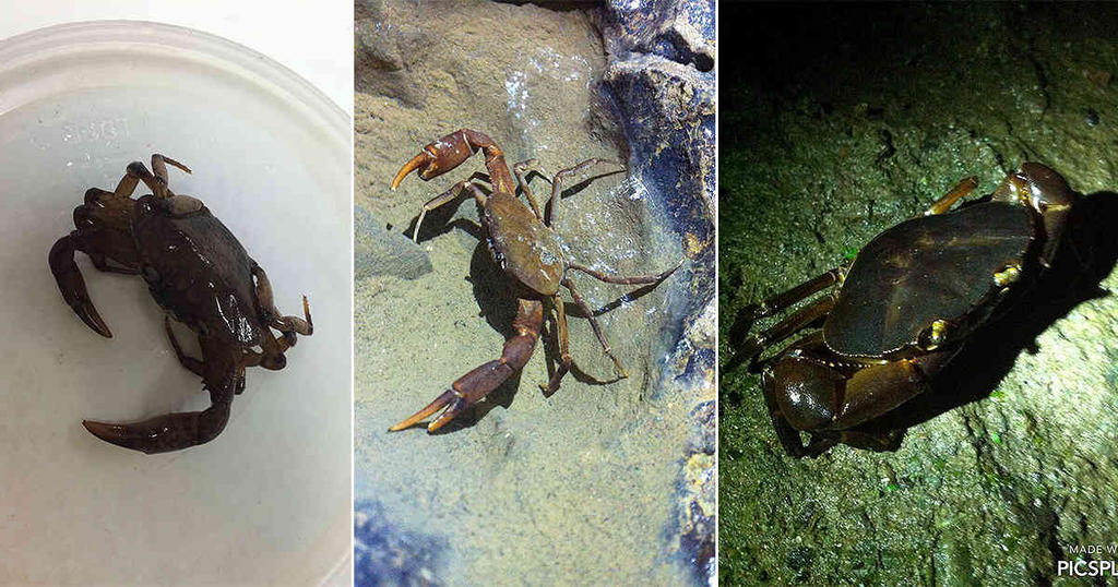 Descubren en Colombia dos especies de cangrejos cavernícolas