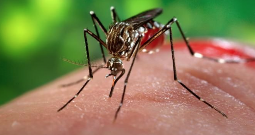 El virus del chikunguña se extiende por América con 10.845 casos confirmados