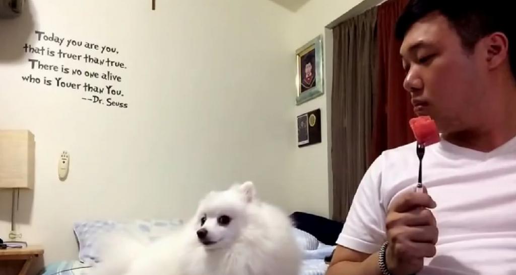 (VIDEO) Un perrito que se muere de ganas pero no quiere demostrarlo