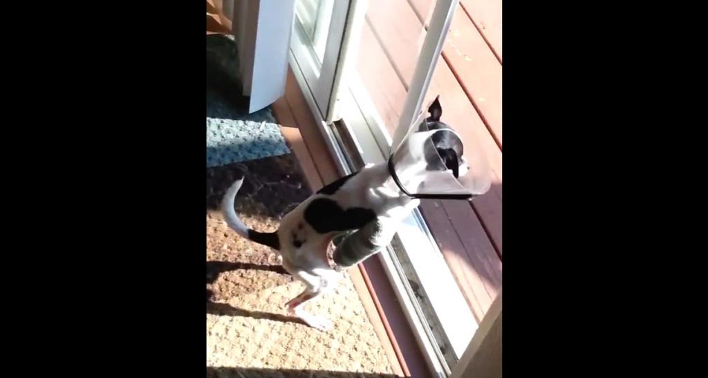 (VIDEO) El perrito que aprendió cruzar la puerta en dos patas