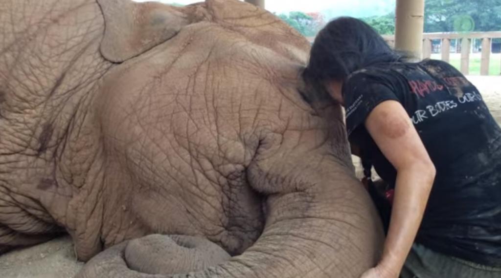 Faamai, el elefante que solo se duerme con el canto de su cuidadora