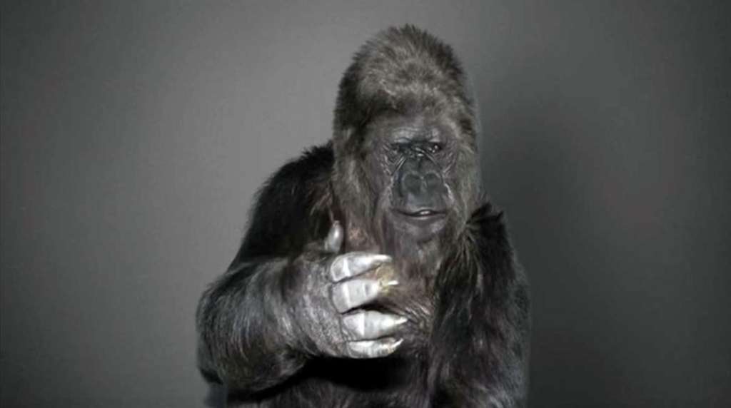 Falleció Koko, la gorila que dominaba lenguaje de señas