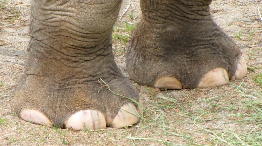 Un elefante pisotea hasta la muerte a su domador en Zimbabue
