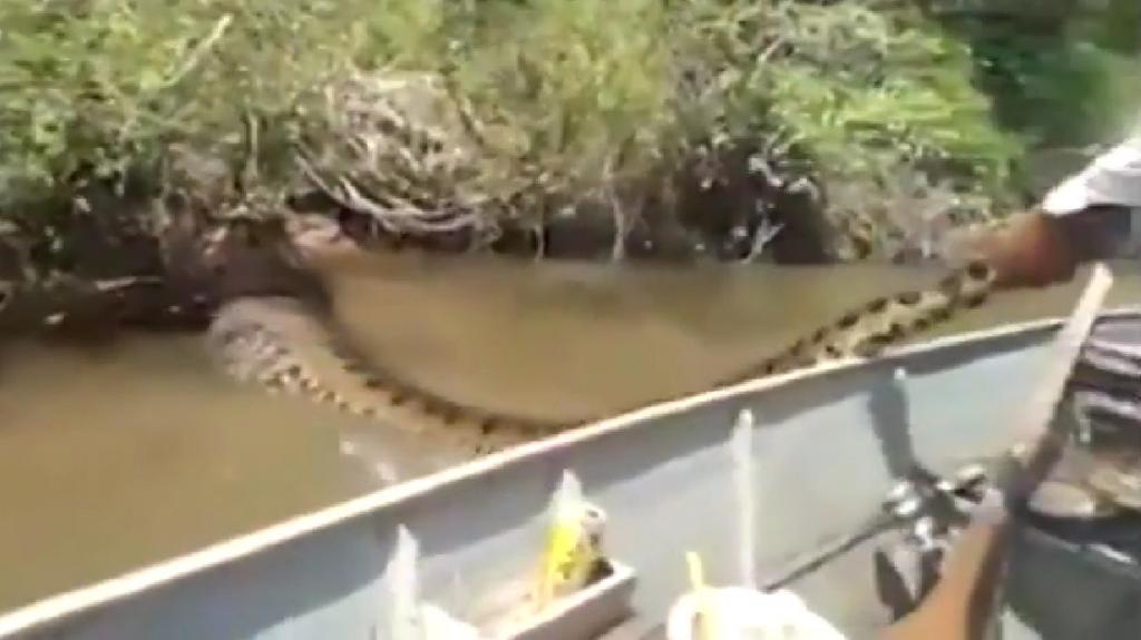 (VIDEO) Se llevaron tremendo susto al hallar una anaconda gigante