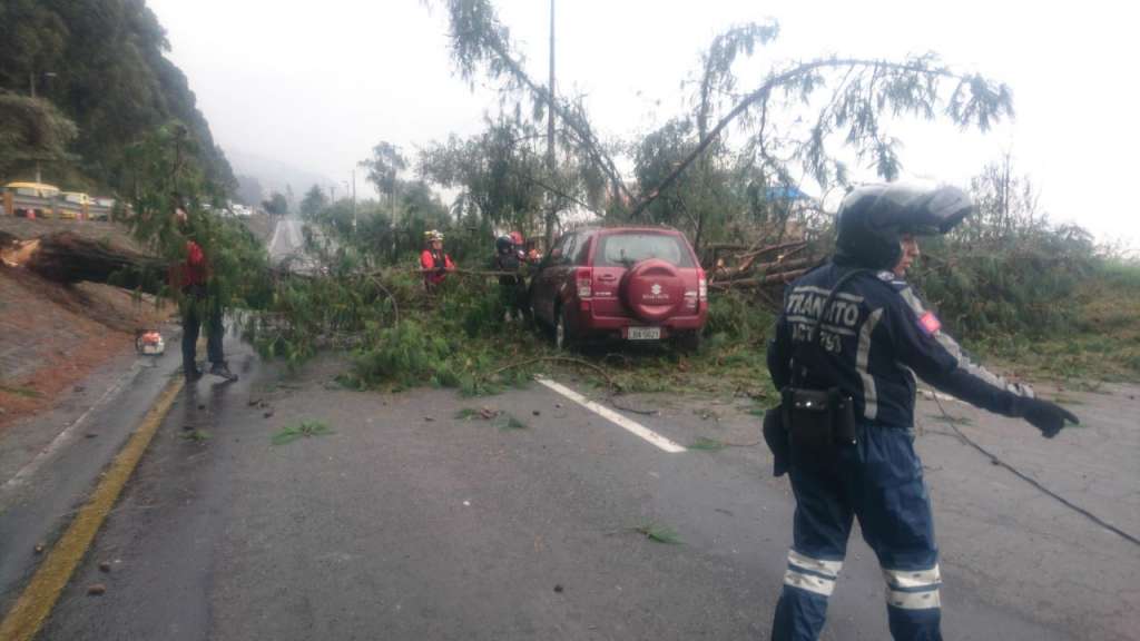 Vehículo resultó afectado por caída de un árbol en Quito