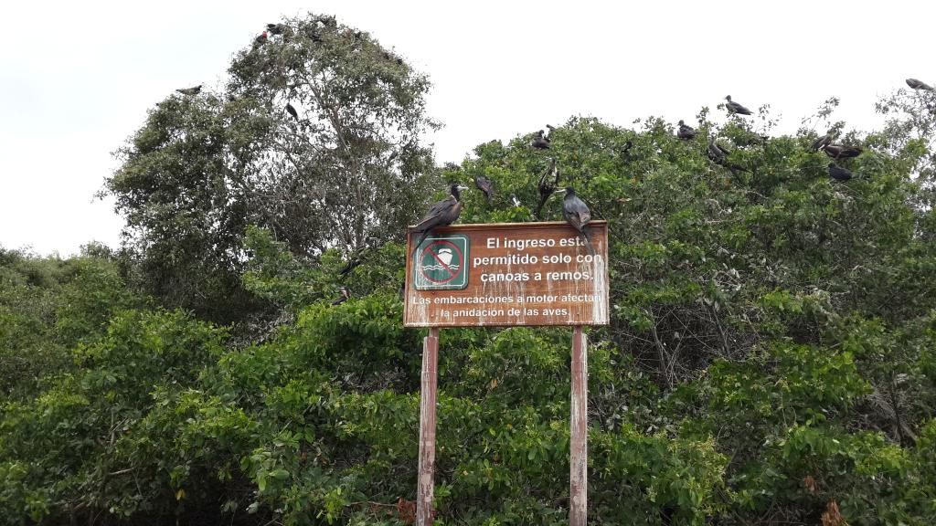 En Esmeraldas existe una reserva con los manglares más altos del mundo