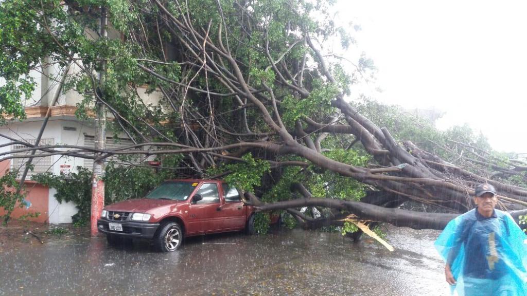 Varios árboles cayeron en sectores del norte de Guayaquil