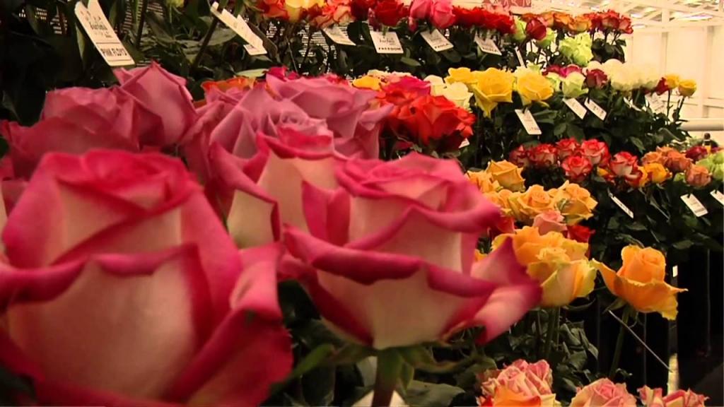 Las rosas ecuatorianas engalanan famoso programa televisivo chino