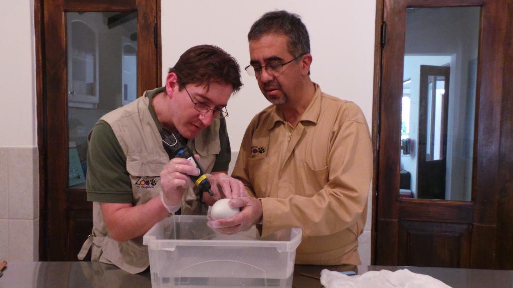Zoológico de Quito confirmó infertilidad del huevo de cóndor