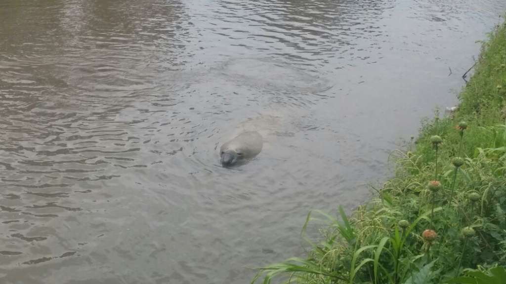 Hallan elefante marino en un río del cantón Yaguachi