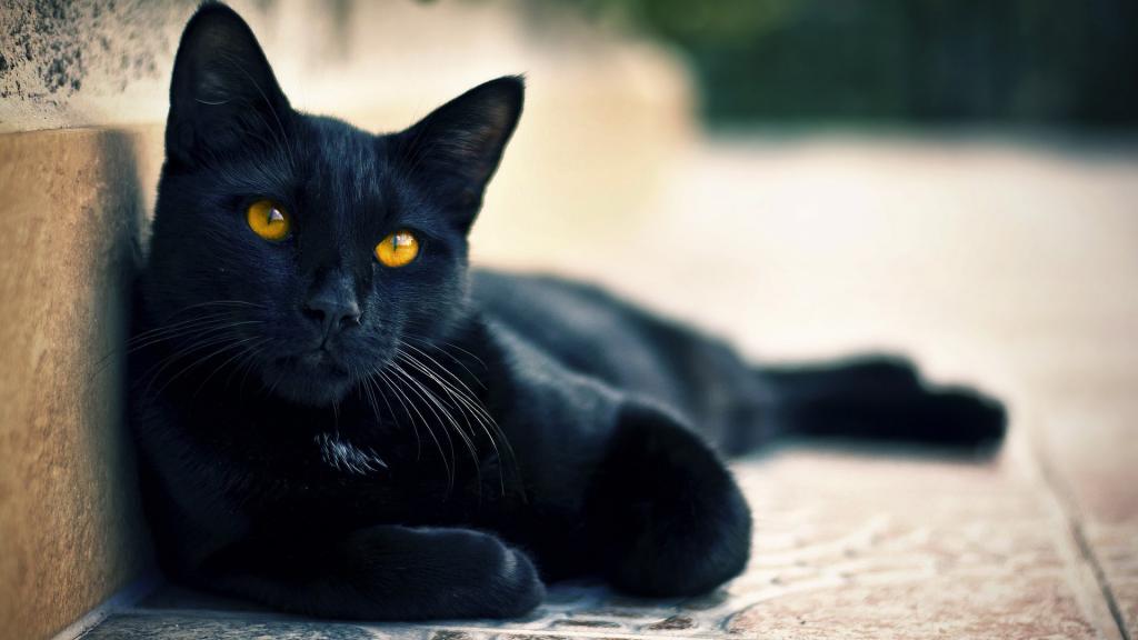 Gatos negros bajo protección en Budapest ante llegada de Halloween