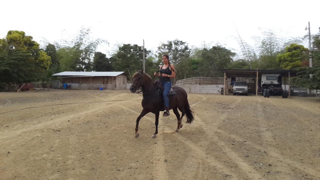 Portoviejo y su tradición en la crianza de caballos de paso
