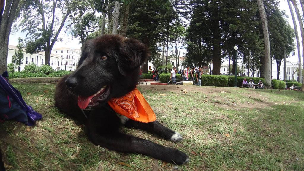Django, el perro que fue liberado por un turista