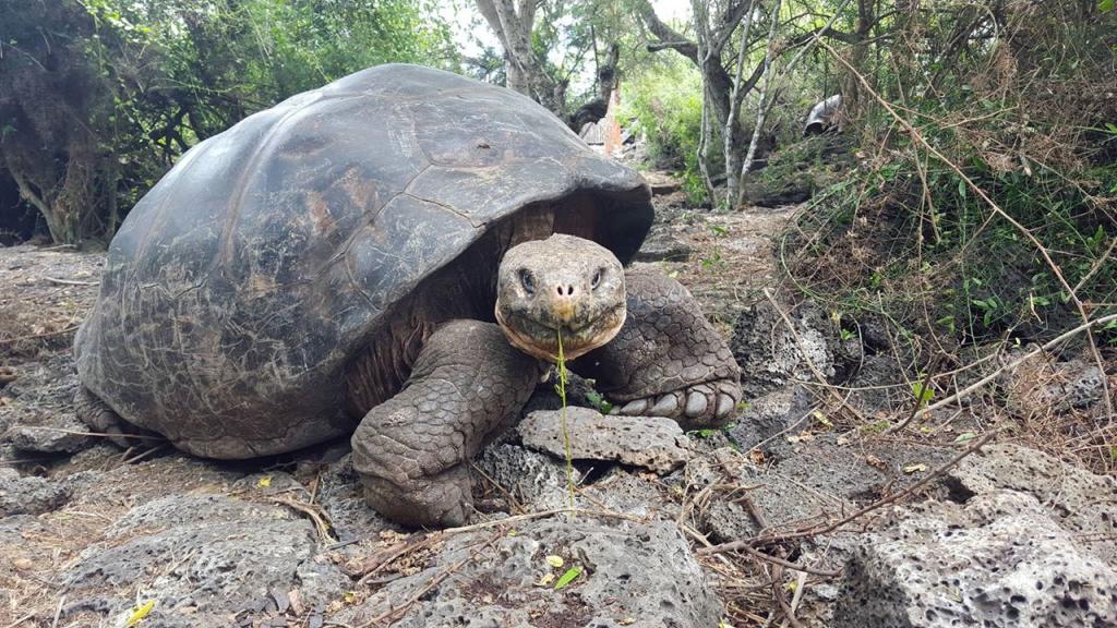 Cinco tortugas gigantes regresan a su hábitat en Galápagos 51 años después