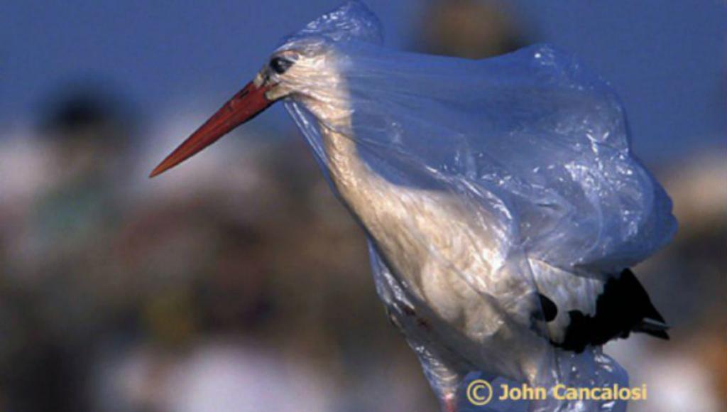 Todas las aves marinas habrán comido algo plástico para el 2050