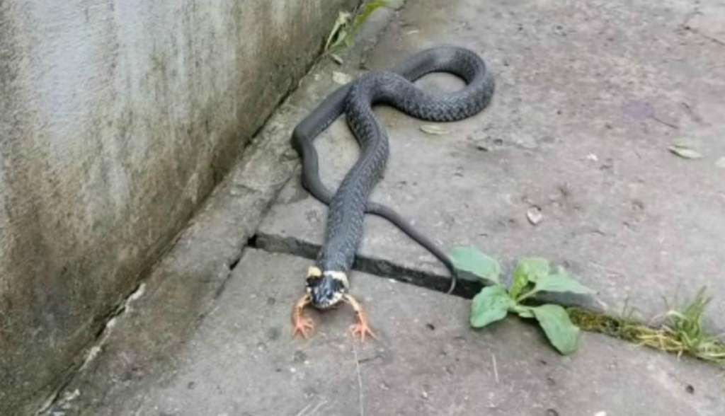 ¿Una serpiente con patas?