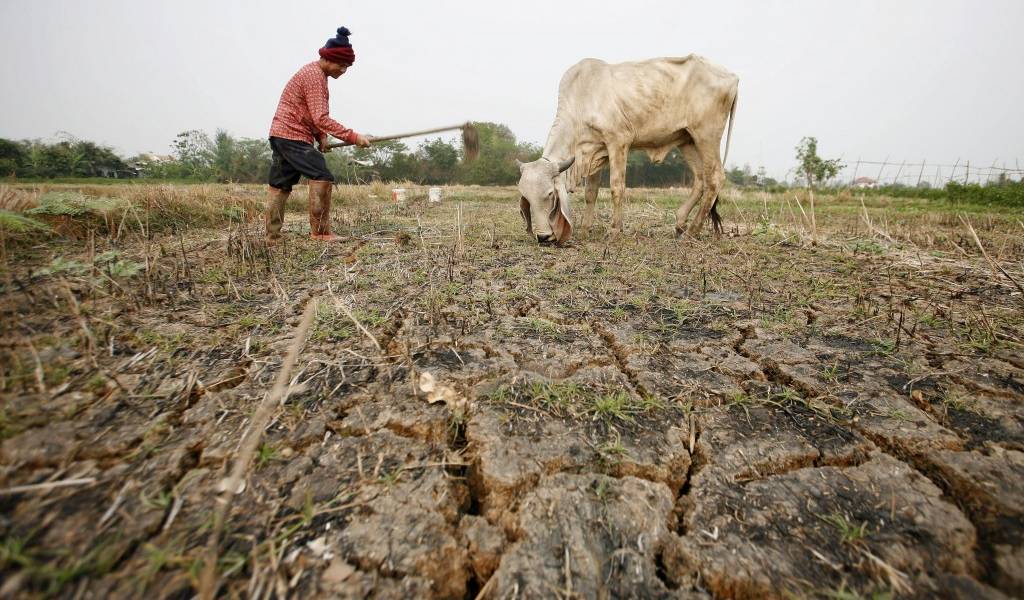 40.000 reses han muerto en Colombia por sequía