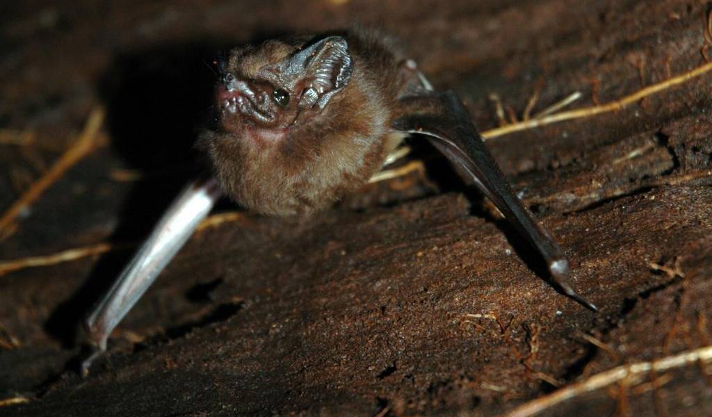 Mueren 12 niños por rabia en selva de Perú tras ser mordidos por murciélagos