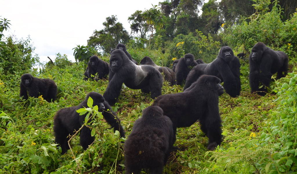 Los gorilas de montaña resurgen lentamente
