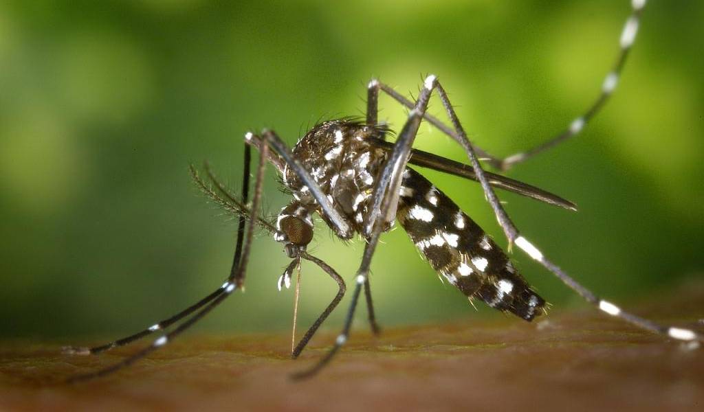 El zika avanza en Brasil con 7 posibles muertes y 1.248 casos de microcefalia