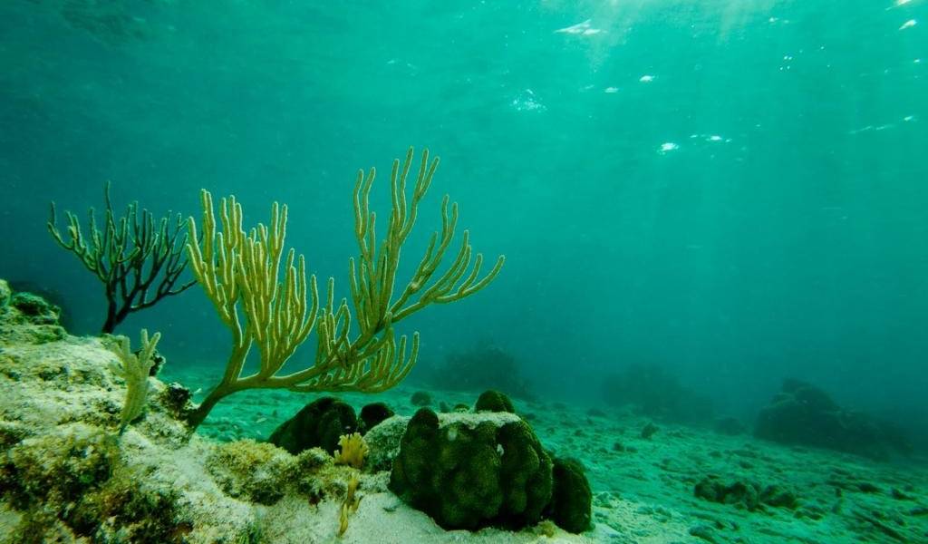 Ecosistemas marinos podrían necesitar milenios para recuperarse del calentamiento