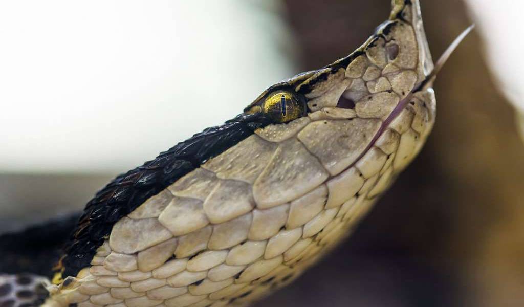 Hallan nueva serpiente letal en Australia