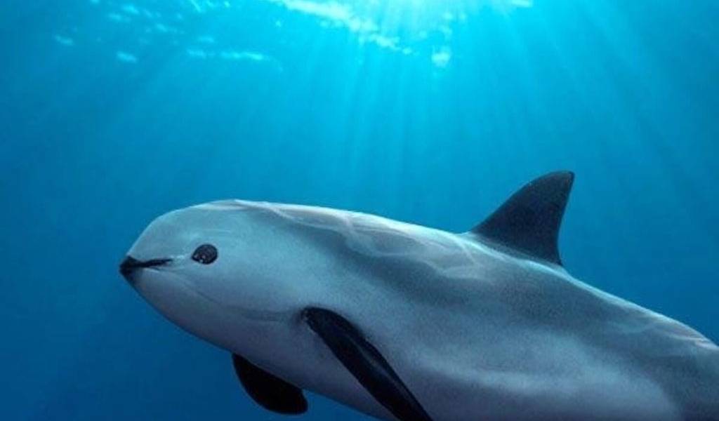 WWF: vaquita marina de México se extinguiría en 2018