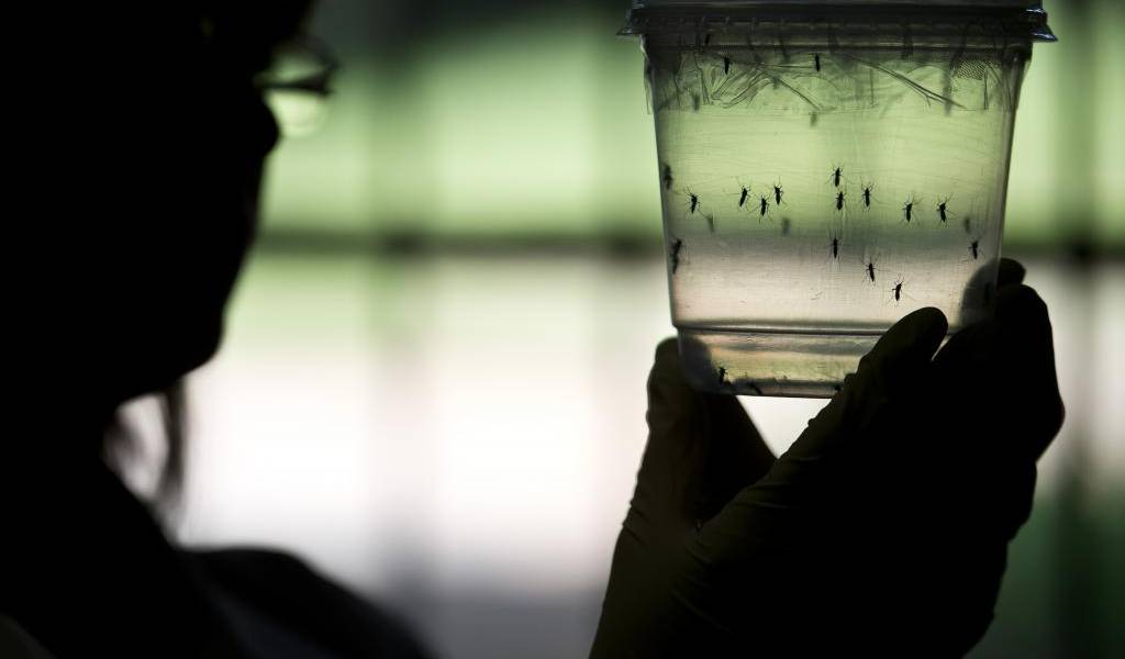 El aparato genital femenino es un &quot;nicho&quot; para el zika, según un estudio