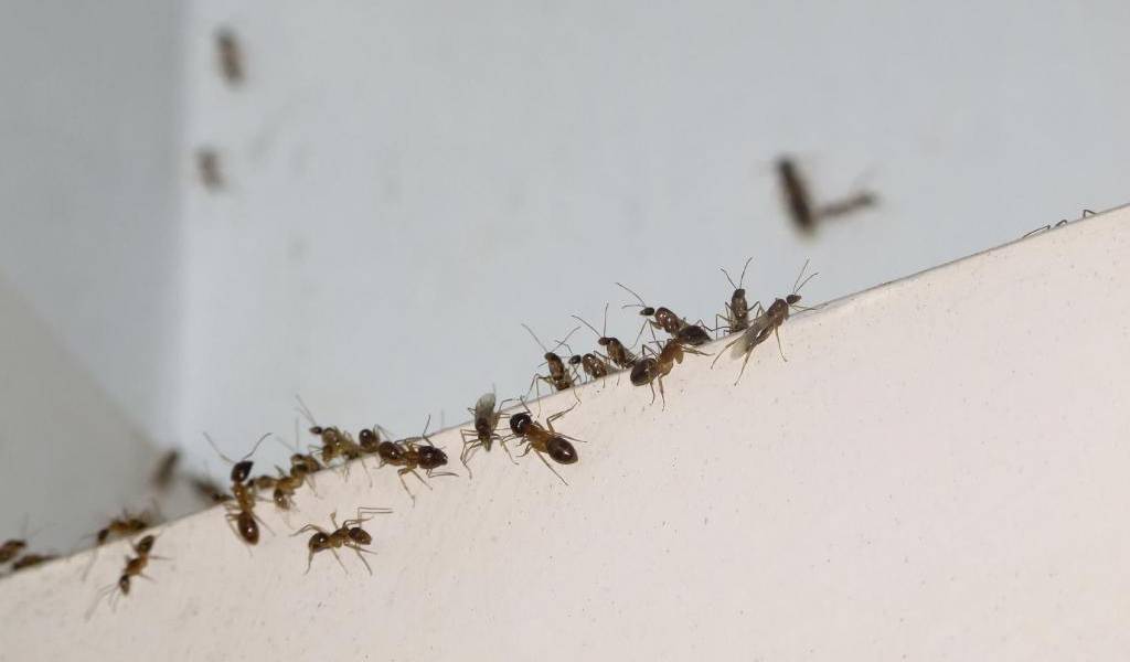 El truco para que las hormigas se vayan de casa
