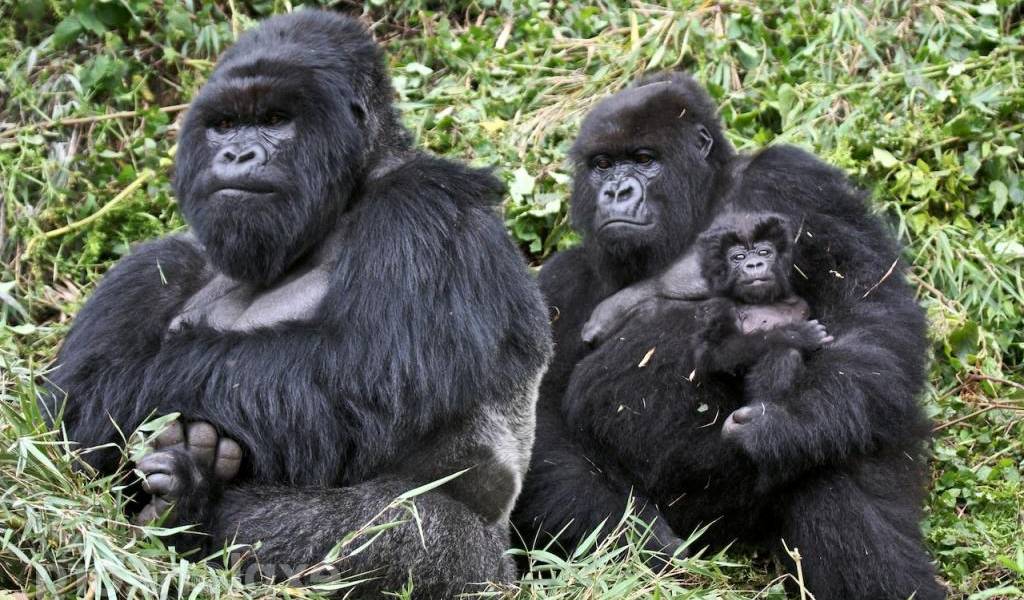 De cómo una familia de gorilas viajó en un helicóptero presidencial