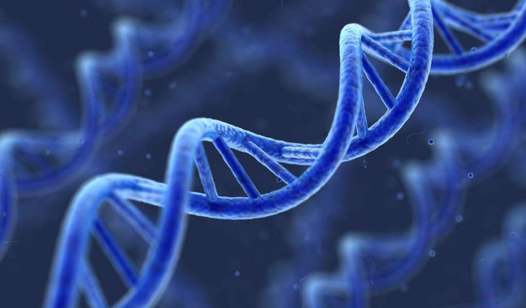 Identifican gen responsable por la disfunción eréctil