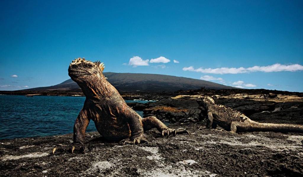 Las Islas Galápagos acogerán conferencia global de reservas marinas en 2016
