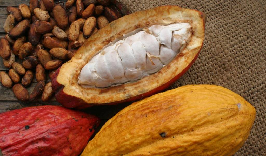 Ecuador presenta dos nuevos granos de cacao en el mercado ruso