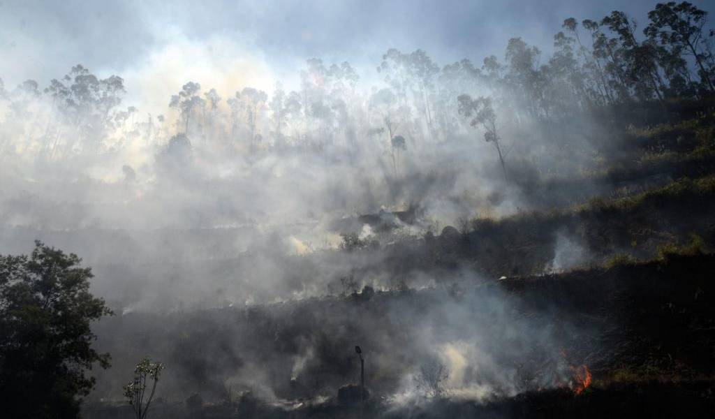 Incendios forestales han destruido 3.000 hectáreas de bosque