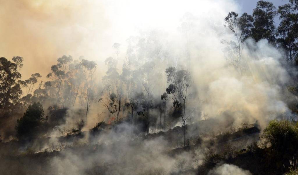 Incendios forestales provocados por actividades humanas no cesan