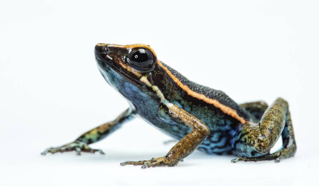 Descubren una nueva especie de rana venenosa en Perú