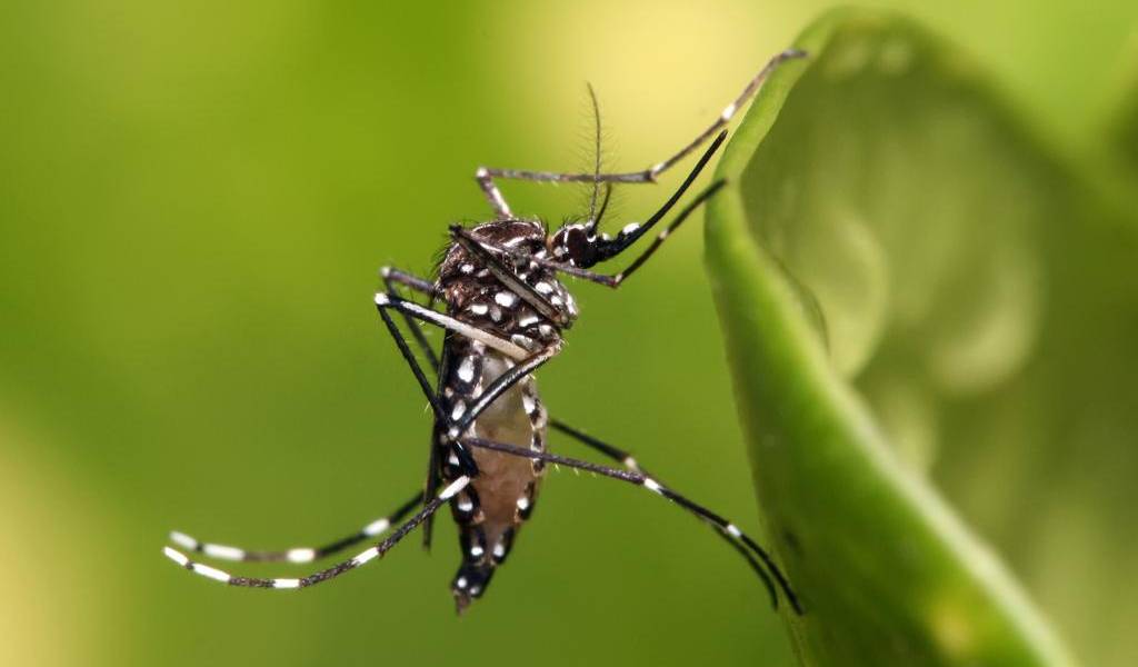 Confirman cuatro casos probables de zika contraído localmente en Florida
