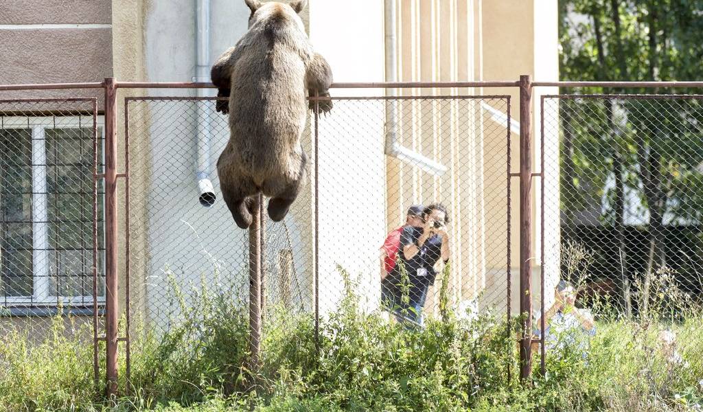 Matan a oso que deambulaba por una ciudad