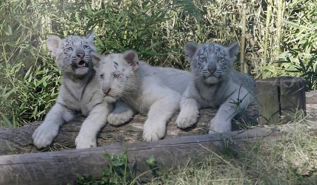 Así nacieron tres tigres de bengala en el zoológico de Buenos Aires