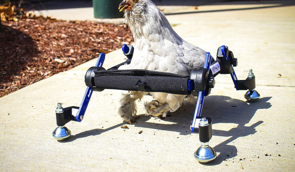 Niña defiende a su gallina en silla de ruedas