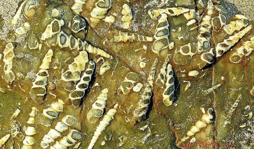 Belga y francesa detenidos en Argentina por llevar caracoles fosilizados