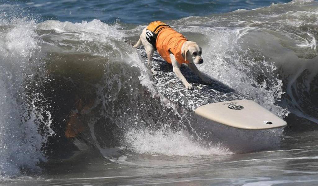 Perros participan en competencia de surf