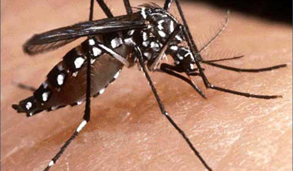América Latina en alerta por epidemia de dengue